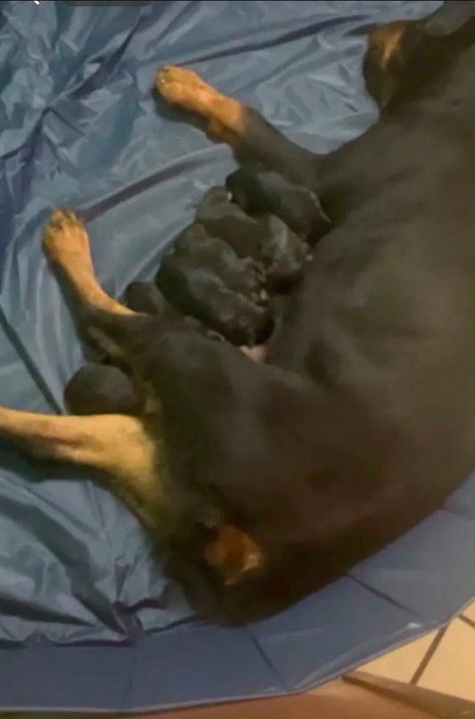 Rottweiler Puppy Reservation Deposit