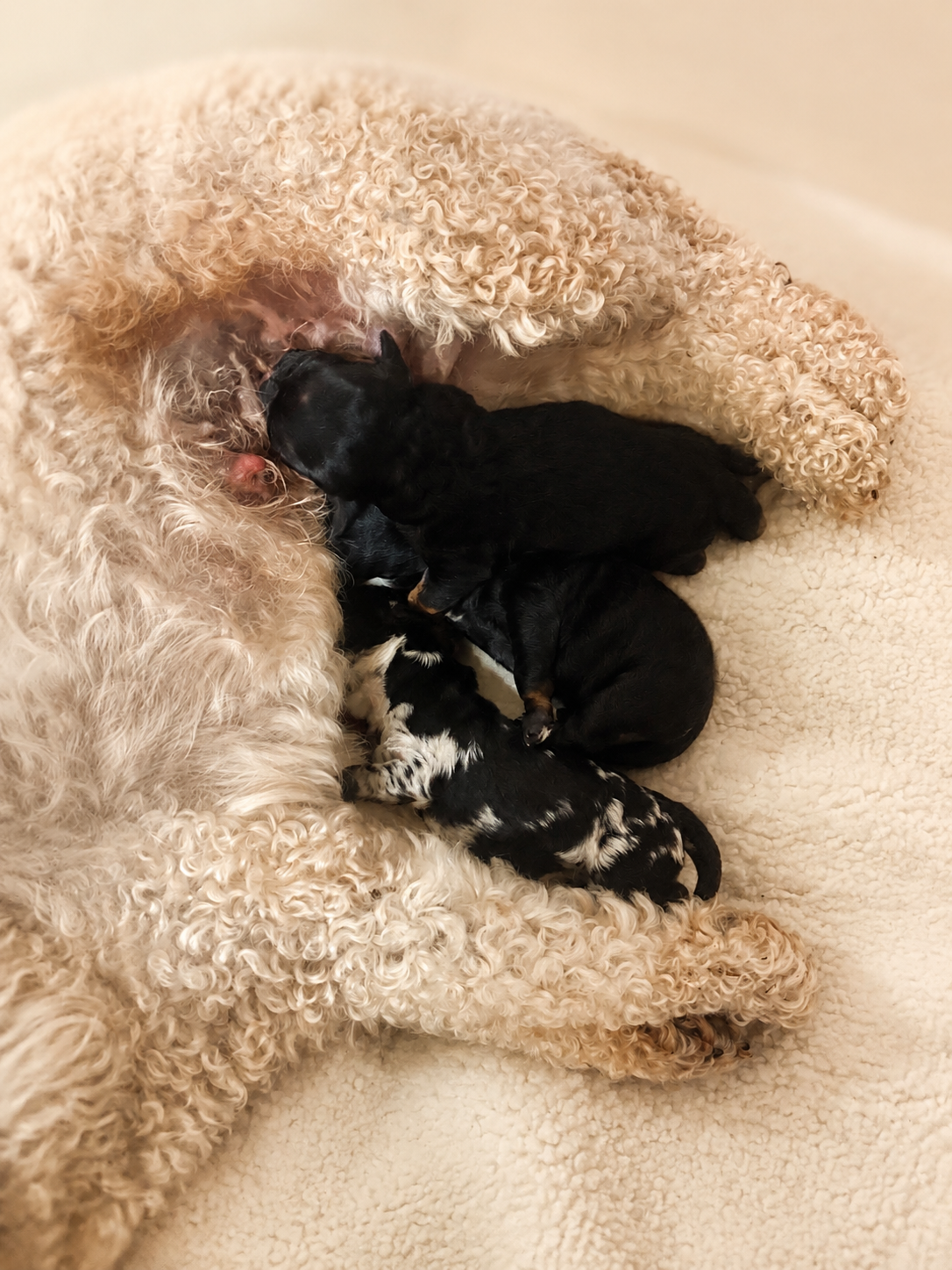 Cockapoo mother nursing her puppies